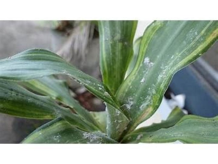 What is the white fuzzy stuff on my indoor plants?