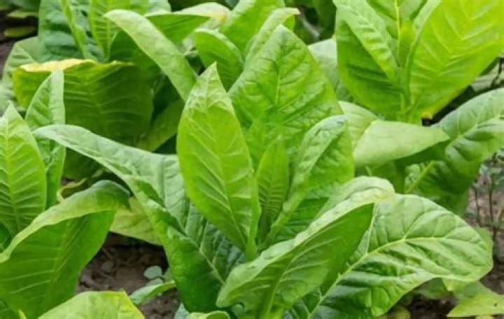 What is tobacco good for?