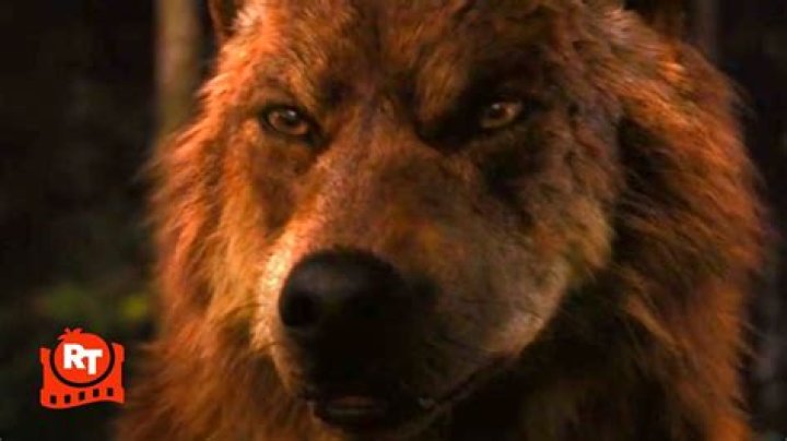 What is Wolf imprinting in Twilight?