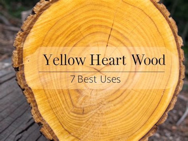 What is yellow heart wood?