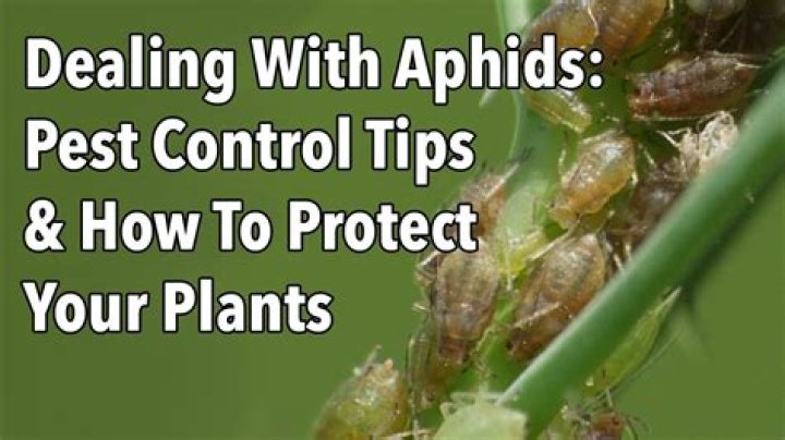 What kills aphids instantly?