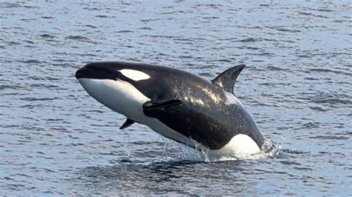 What kills killer whale?