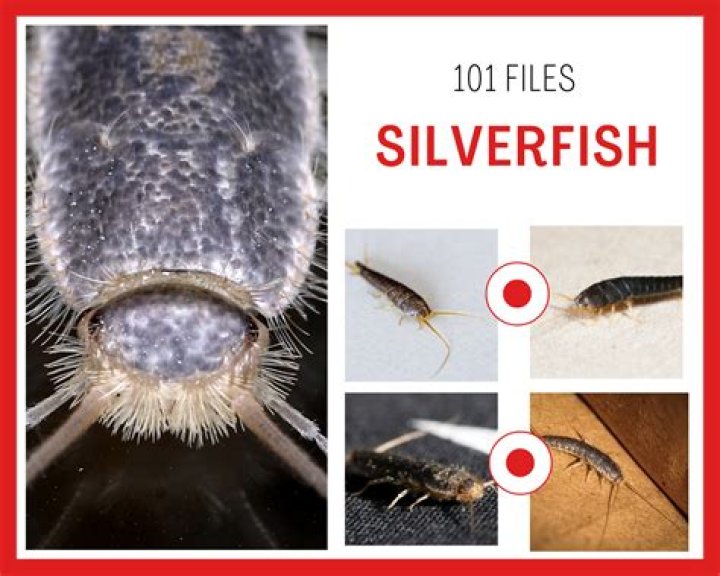 What kills silverfish fast?