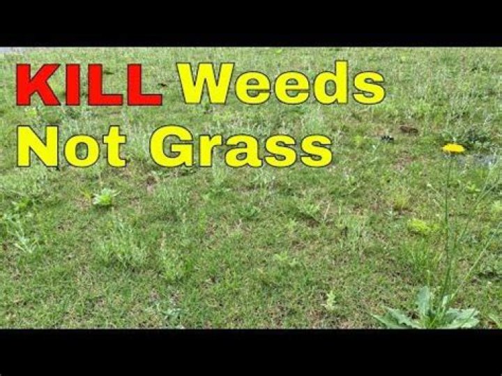 What kills weeds permanently but not grass?