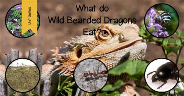What kind of music do bearded dragons like?