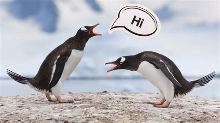 What language do penguins speak?