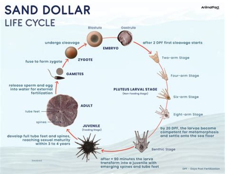 What lives inside a sand dollar?