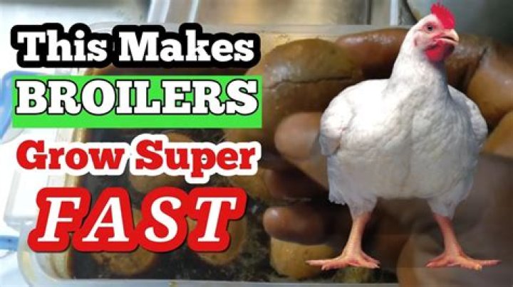 What makes a chicken grow faster?