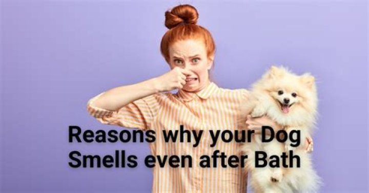 What makes a dog stink even after a bath?