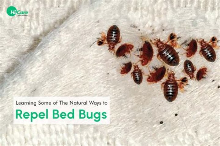 What naturally repels bed bugs?