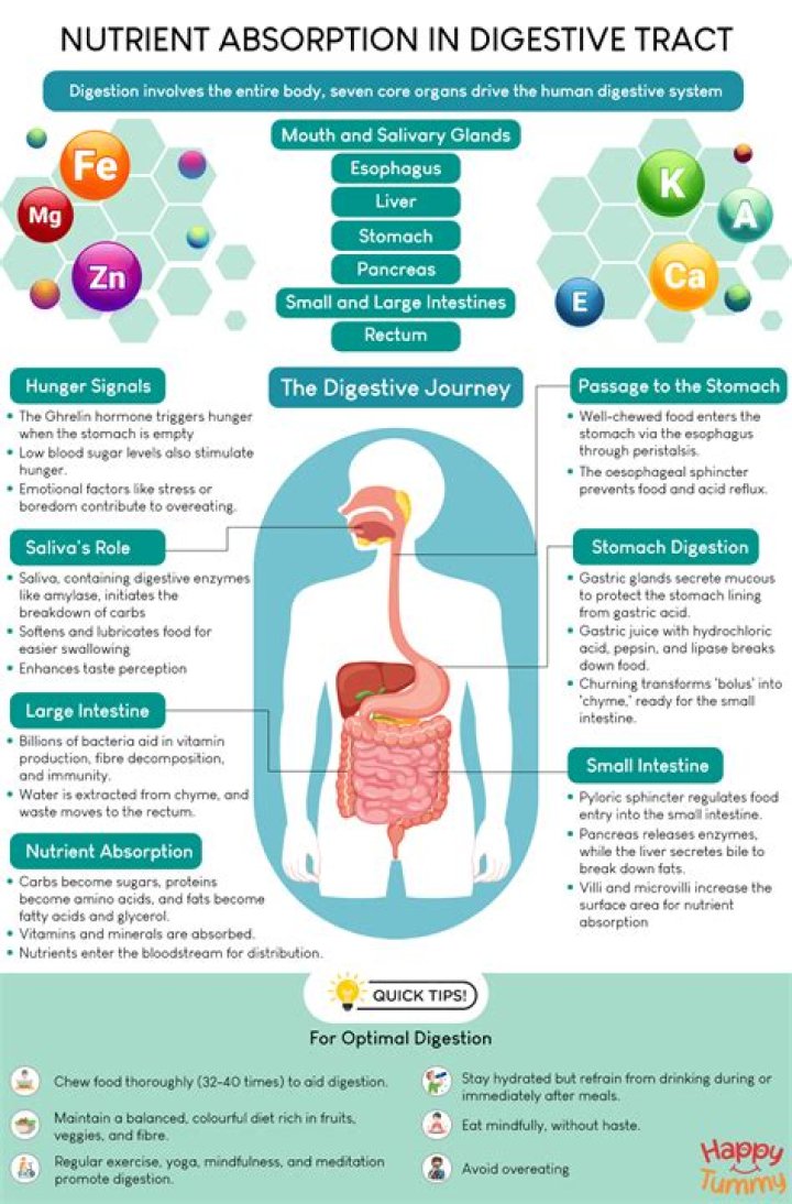What nutrient Cannot be digested?