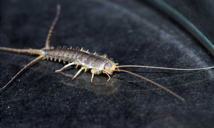 What other bug looks like a silverfish?