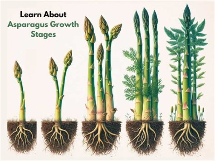 What part of asparagus is poisonous?