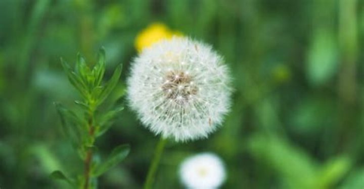 What part of the dandelion is poisonous?