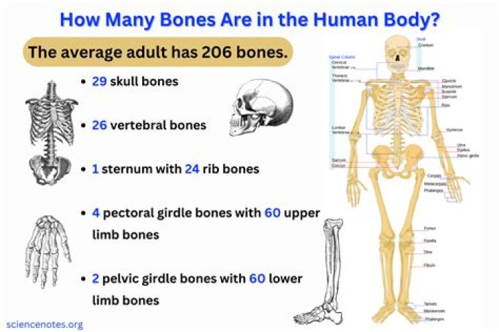 What part of the human body weighs the most?