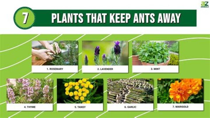 What scent keeps animals away?