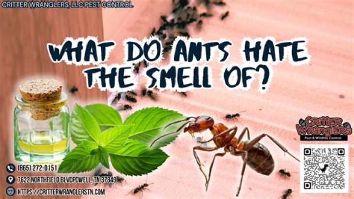 What scents deter ants?