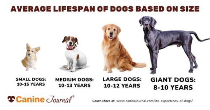 What shortens a dog's life?