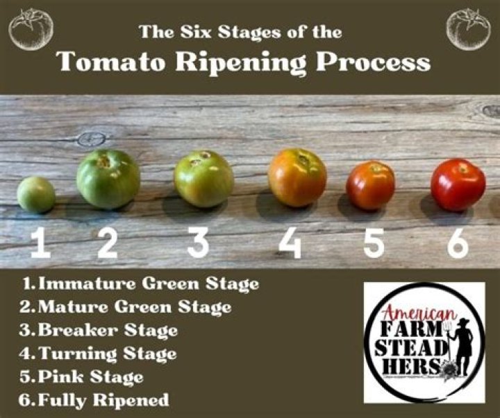 What slows tomato ripening?