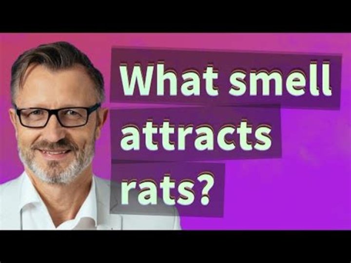 What smell attracts rats?