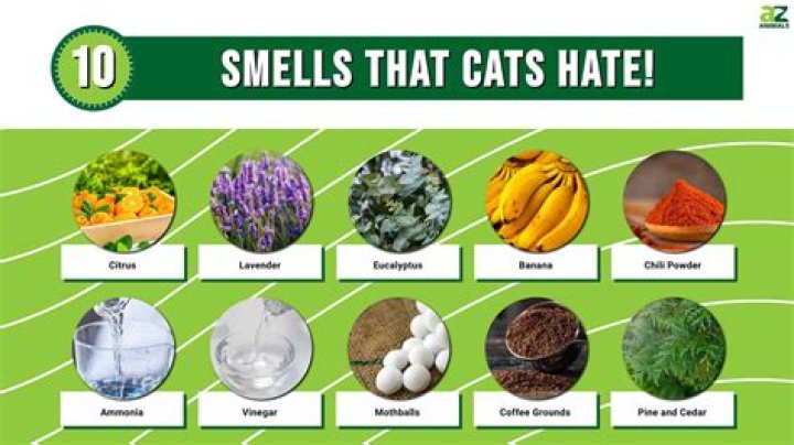 What smells do cats dislike?