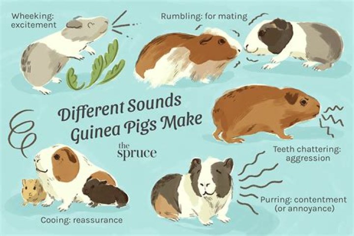 What sounds do guinea pigs make when happy?