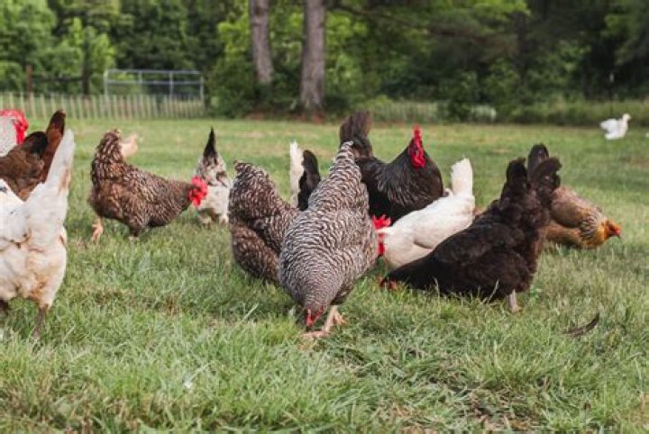 What time do chickens go to bed in the winter?