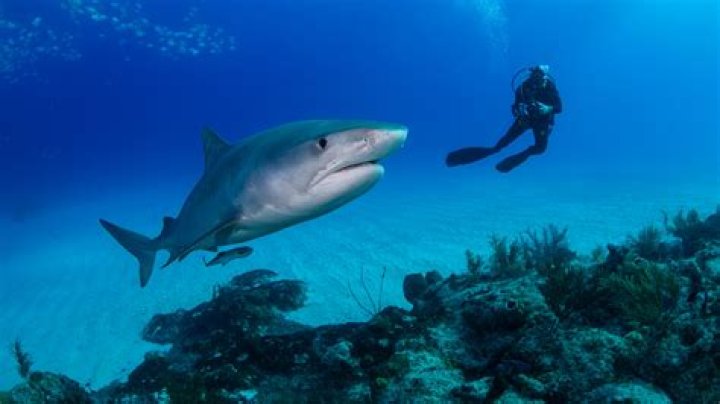 What to do if shark approaches you?