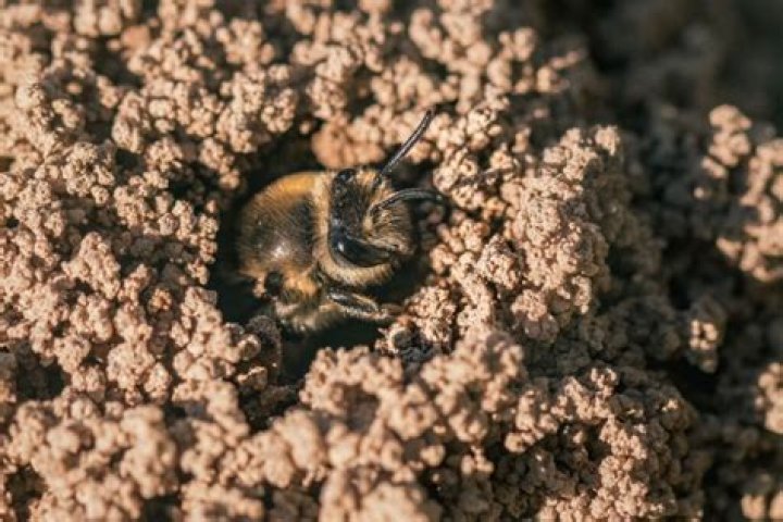 What to do if you see a bee on the ground?