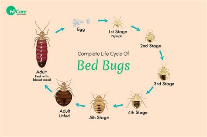 What to do if you were in a house with bed bugs?