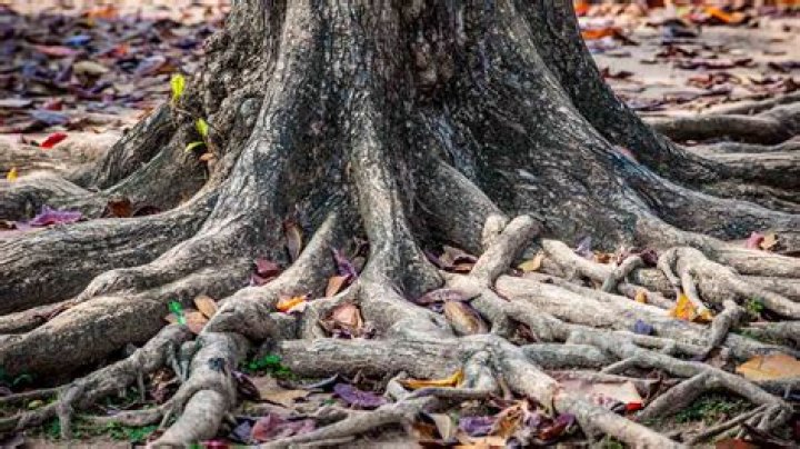 What to do with tree roots that are above ground?