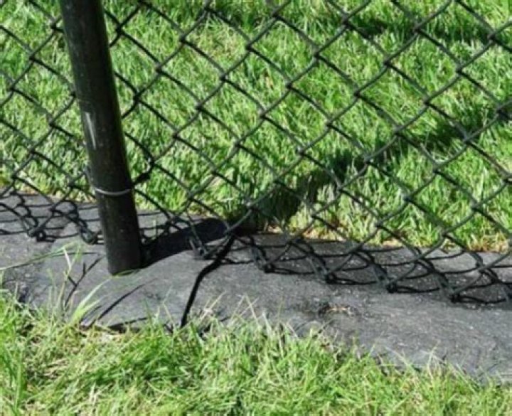 What to put in dog's water to stop grass burning?