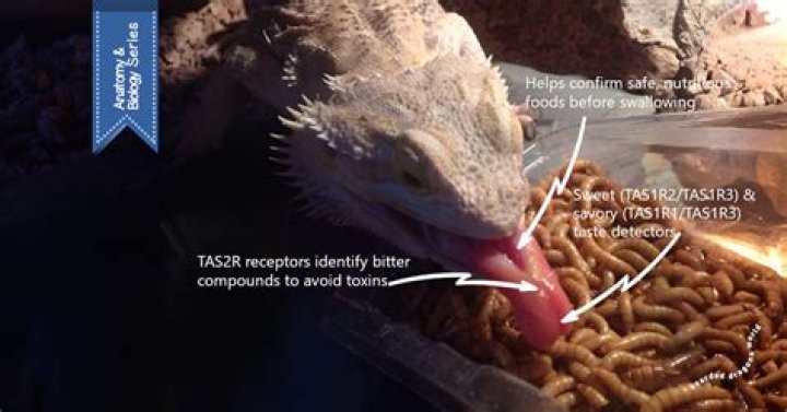 What tricks can I teach my bearded dragon?