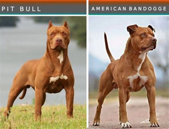 What two breeds make a Pitbull?