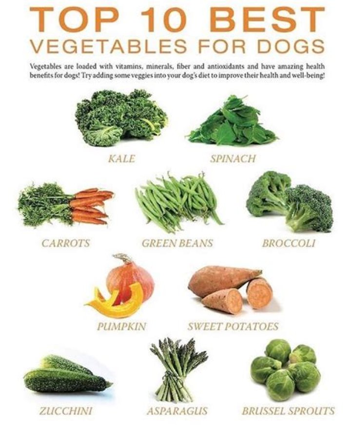 What vegetables can I feed my dog?
