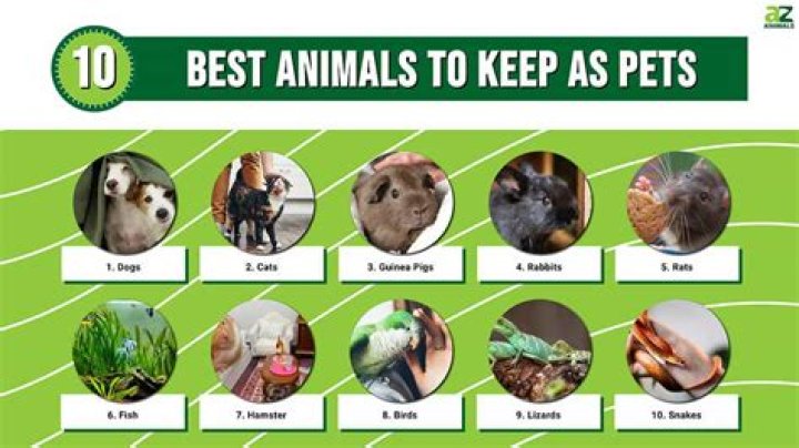 What wild animal makes the best pet?
