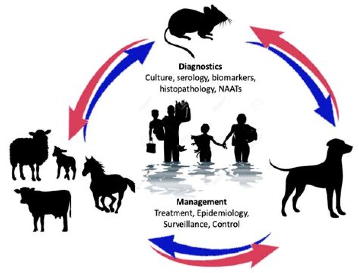 What wild animals carry leptospirosis?