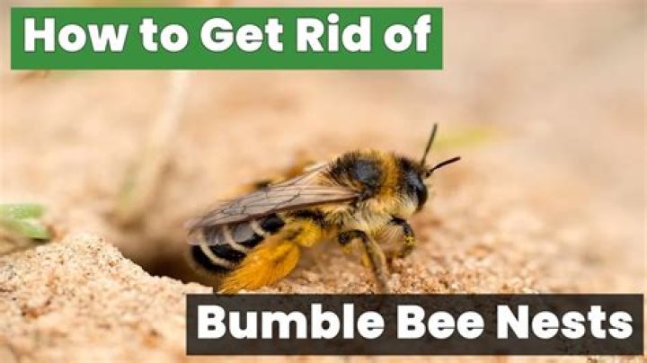 What will repel bumble bees?