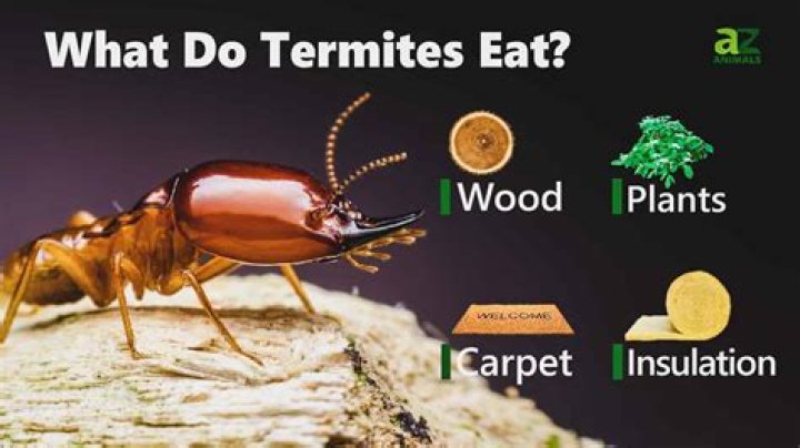 What wood do termites not eat?