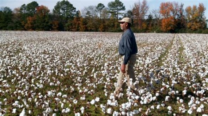 What year did they stop picking cotton by hand?