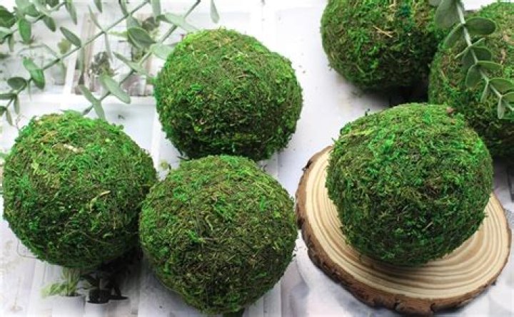 What's inside a moss ball?
