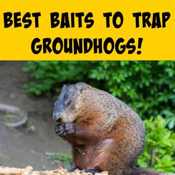 What's the best bait for groundhogs?