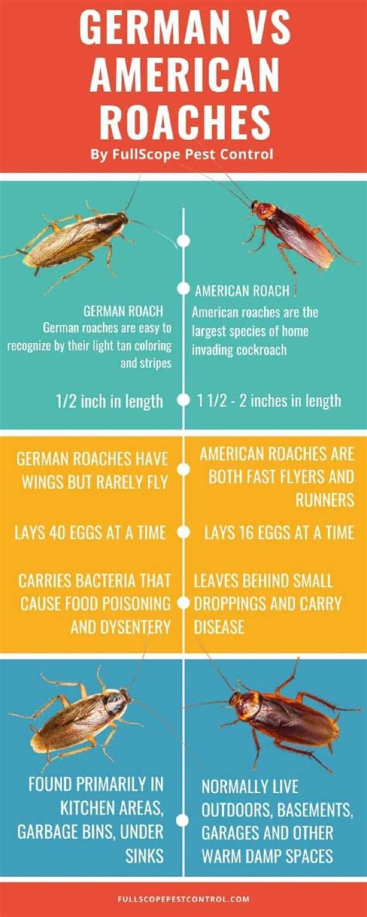 What's the difference between American and German roaches?
