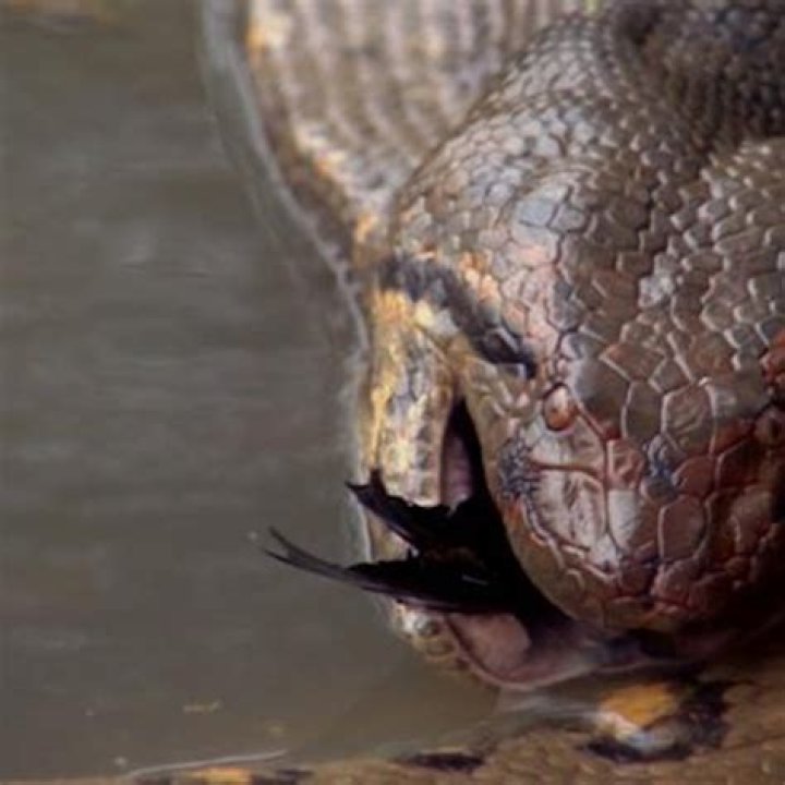 What's the largest thing a snake has eaten?