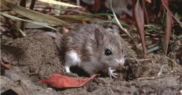 What's the smallest hole a mouse can go through?