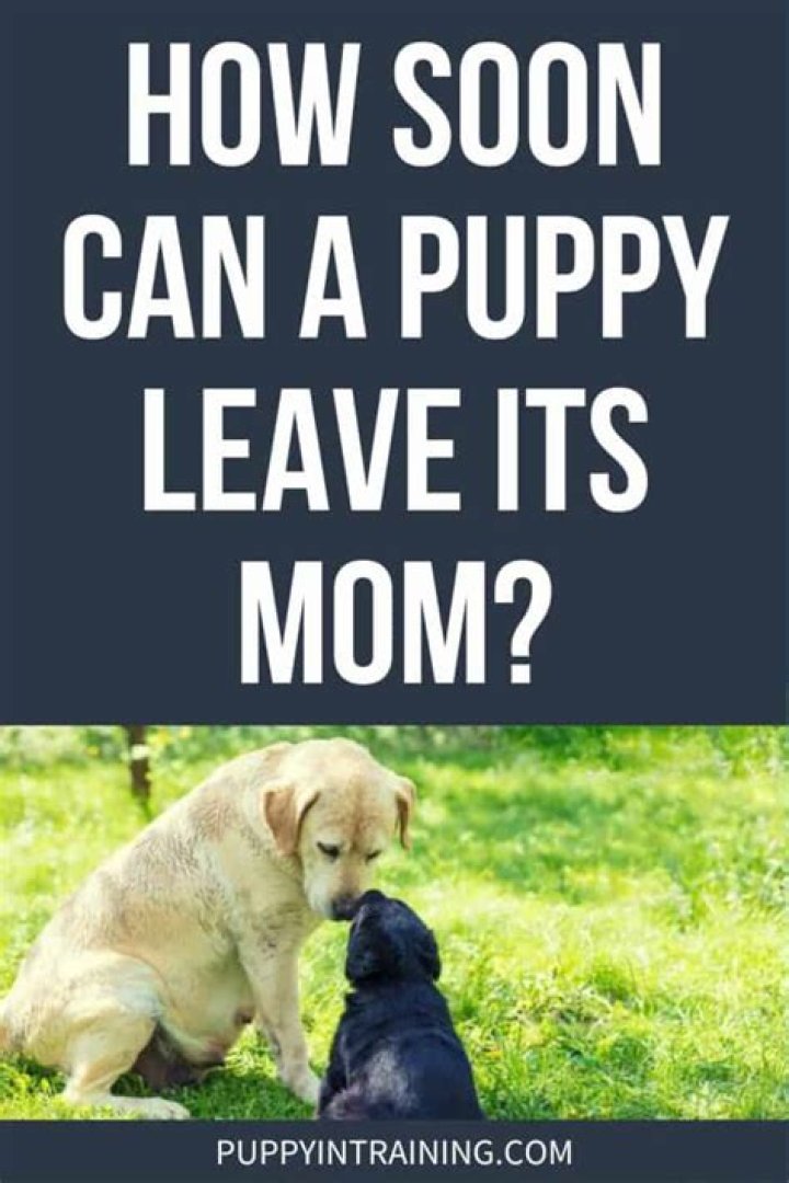 When can puppies leave their mom?