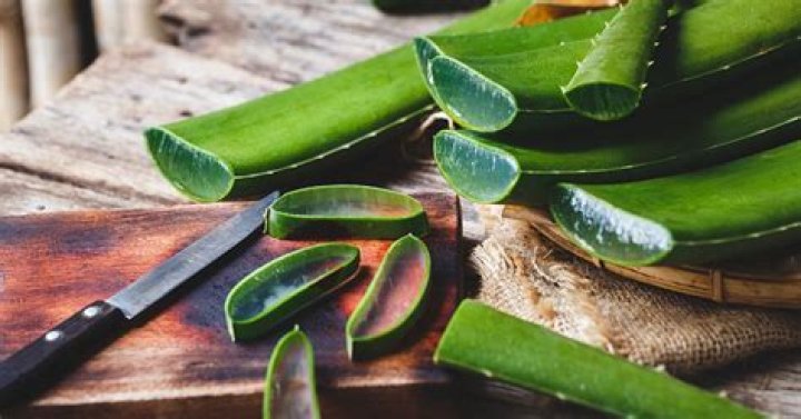 When can you cut aloe vera leaves?