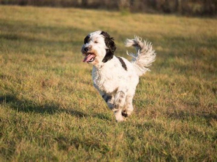 When can you start running with a Labradoodle?