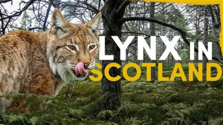 When did Lynx become Axe?