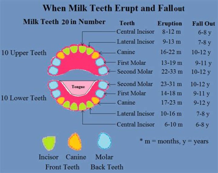 When do milk teeth fall out?